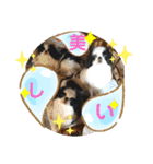 日本わんこ狆の可愛い愛のコトダマ日常編④（個別スタンプ：23）