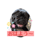 黒パグハルさん（個別スタンプ：1）