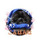黒パグハルさん（個別スタンプ：3）