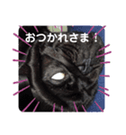 黒パグハルさん（個別スタンプ：4）
