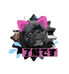 黒パグハルさん（個別スタンプ：6）
