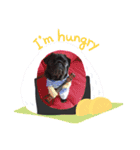 黒パグハルさん（個別スタンプ：13）