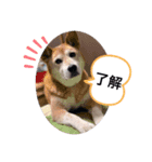 ちょごま⑤（個別スタンプ：1）