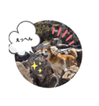 ちょごま⑤（個別スタンプ：5）