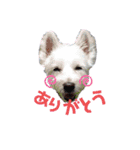ウェスティ♡ちょこっと関西弁ナラちゃん（個別スタンプ：5）