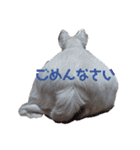 ウェスティ♡ちょこっと関西弁ナラちゃん（個別スタンプ：7）