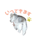 ウェスティ♡ちょこっと関西弁ナラちゃん（個別スタンプ：9）