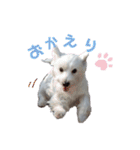 ウェスティ♡ちょこっと関西弁ナラちゃん（個別スタンプ：11）
