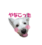 ウェスティ♡ちょこっと関西弁ナラちゃん（個別スタンプ：15）