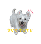 ウェスティ♡ちょこっと関西弁ナラちゃん（個別スタンプ：17）
