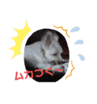 ウェスティ♡ちょこっと関西弁ナラちゃん（個別スタンプ：22）