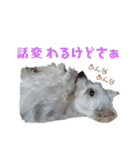 ウェスティ♡ちょこっと関西弁ナラちゃん（個別スタンプ：25）