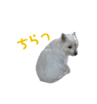 ウェスティ♡ちょこっと関西弁ナラちゃん（個別スタンプ：26）