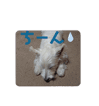 ウェスティ♡ちょこっと関西弁ナラちゃん（個別スタンプ：30）