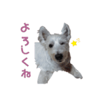 ウェスティ♡ちょこっと関西弁ナラちゃん（個別スタンプ：37）
