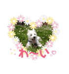 ウェスティ♡ちょこっと関西弁ナラちゃん（個別スタンプ：38）