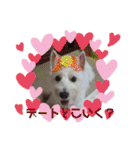ウェスティ♡ちょこっと関西弁ナラちゃん（個別スタンプ：40）