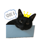 黒猫のむうた3（個別スタンプ：1）
