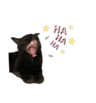 黒猫のむうた3（個別スタンプ：2）