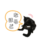 黒猫のむうた3（個別スタンプ：3）