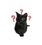 黒猫のむうた3（個別スタンプ：4）