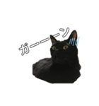 黒猫のむうた3（個別スタンプ：5）
