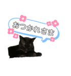 黒猫のむうた3（個別スタンプ：6）