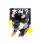 アポロくんとパピコちゃん（個別スタンプ：3）