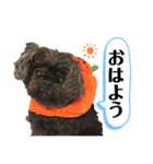 ららちゃんだけスタンプ（個別スタンプ：1）