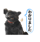 ららちゃんだけスタンプ（個別スタンプ：6）