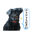 ららちゃんだけスタンプ（個別スタンプ：10）