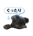 ららちゃんだけスタンプ（個別スタンプ：12）