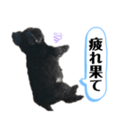 ららちゃんだけスタンプ（個別スタンプ：23）