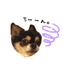 ふらちゃんスタンプ！！！！（個別スタンプ：16）