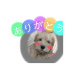 こっとんちゃん（個別スタンプ：4）