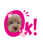 トイプードル マロン あいさつ（個別スタンプ：1）