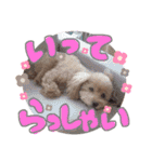 トイプードル マロン あいさつ（個別スタンプ：4）