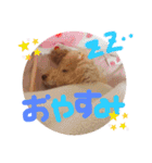 トイプードル マロン あいさつ（個別スタンプ：6）