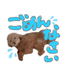 トイプードル マロン あいさつ（個別スタンプ：10）