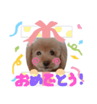 トイプードル マロン あいさつ（個別スタンプ：11）