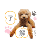 トイプードル マロン あいさつ（個別スタンプ：12）