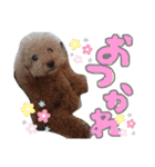 トイプードル マロン あいさつ（個別スタンプ：13）