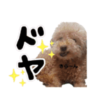 トイプードル マロン あいさつ（個別スタンプ：20）
