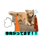 いぬの日常 ゴールデン［お得パック]（個別スタンプ：3）