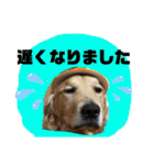 いぬの日常 ゴールデン［お得パック]（個別スタンプ：12）