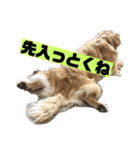 いぬの日常 ゴールデン［お得パック]（個別スタンプ：15）