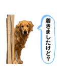 いぬの日常 ゴールデン［お得パック]（個別スタンプ：20）
