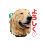 いぬの日常 ゴールデン［お得パック]（個別スタンプ：22）