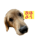 いぬの日常 ゴールデン［お得パック]（個別スタンプ：24）