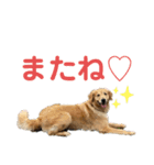 いぬの日常 ゴールデン［お得パック]（個別スタンプ：31）